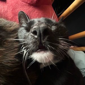 Meet your Posher, Abby